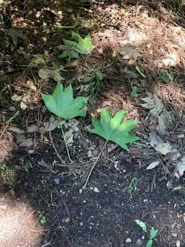 白山比咩神社の自然