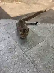 玉野御嶽神社の動物