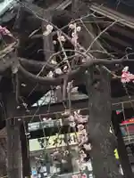 柏神社の自然