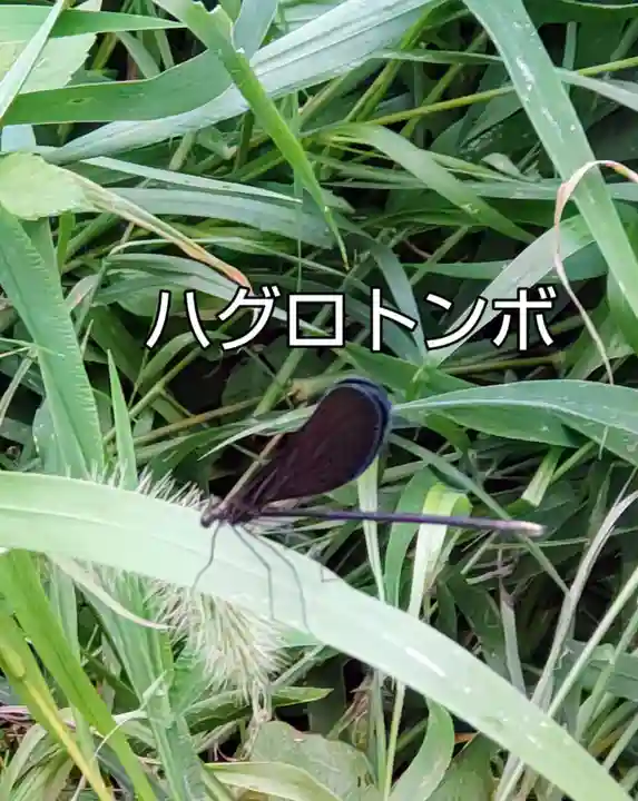 七国山薬王寺の周辺