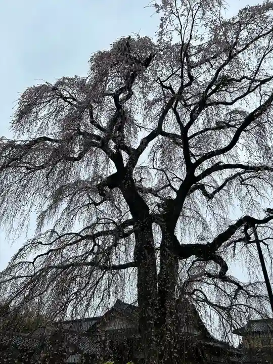 阿弥陀寺のその他建物