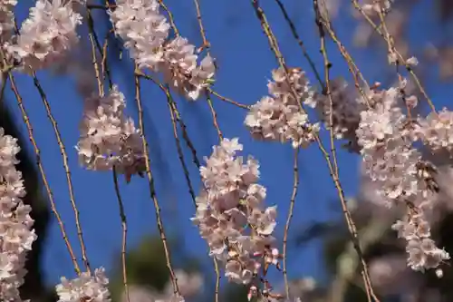 正観音堂の自然