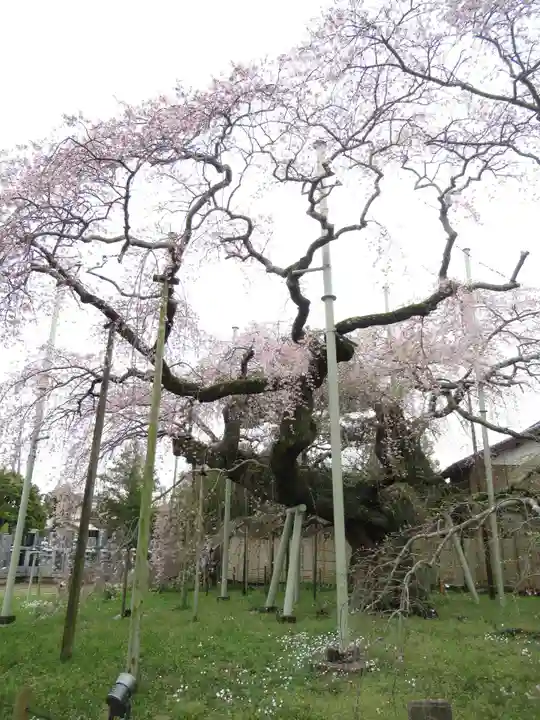 般若院(茨城県)