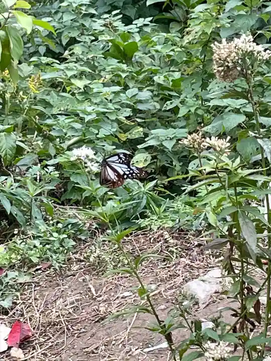 成田山不動寺の動物