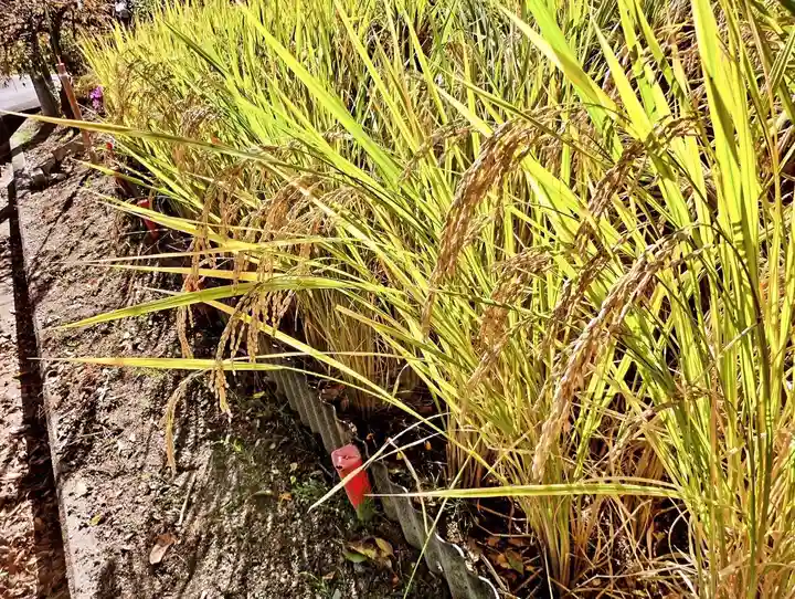 立志神社(滋賀県)
