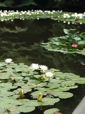 明治神宮(東京都)