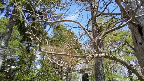 旭川天満宮の自然