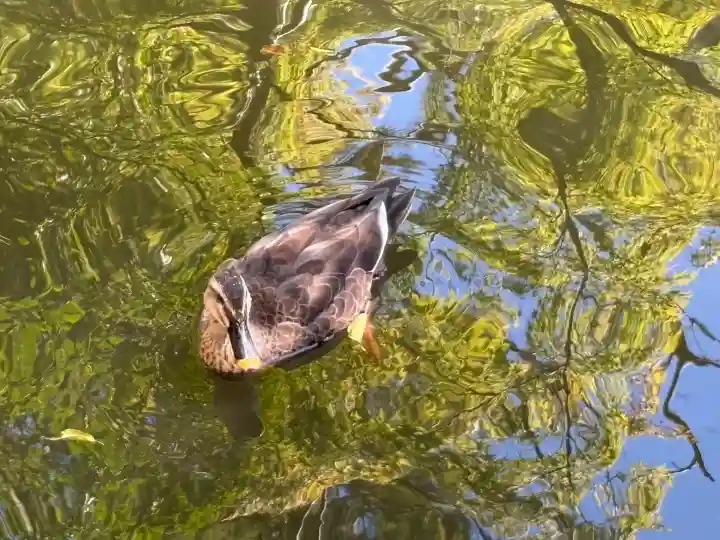 間々田八幡宮の動物