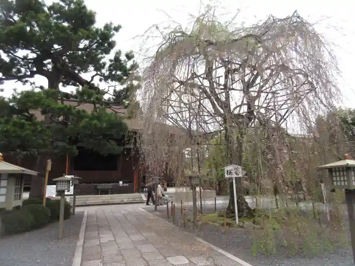 大報恩寺(千本釈迦堂)の自然