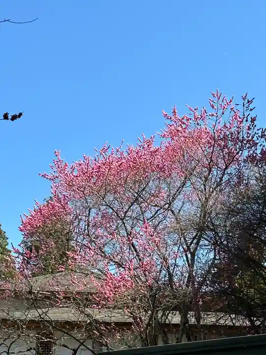 石上神宮の自然