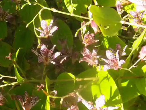 浄光明寺の自然