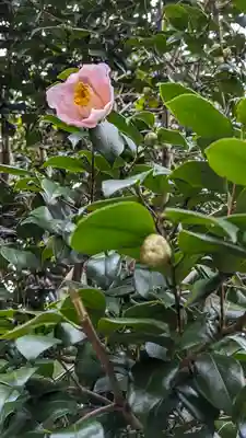 梅宮大社(京都府)