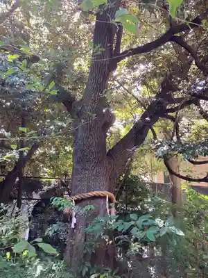 東京大神宮(東京都)