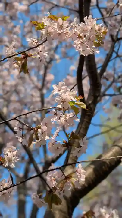 新琴似神社(北海道)