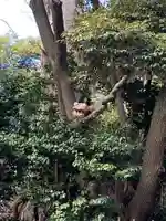 国府台天満宮(千葉県)