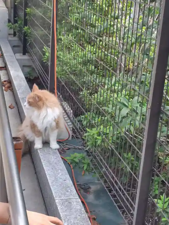 駒込妙義神社(東京都)