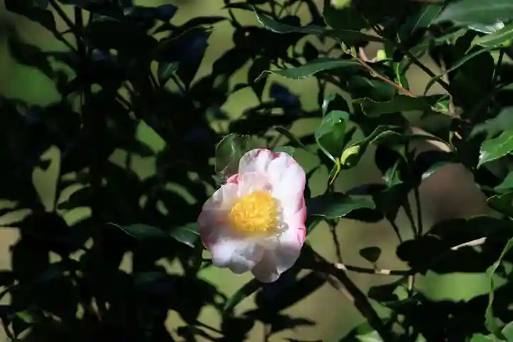 猫稲荷神社の自然