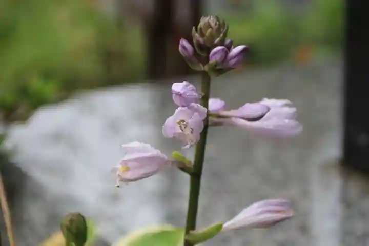 安積國造神社の自然