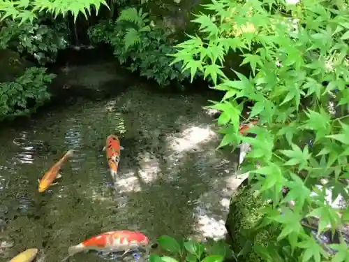 光明寺瑠璃光院の庭園