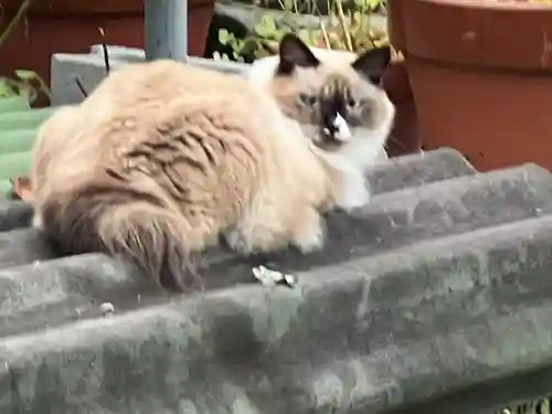 妙義神社(群馬県)
