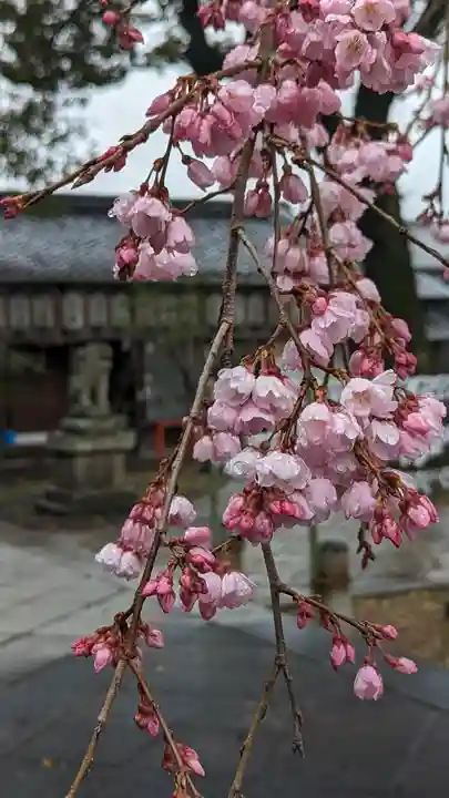 縣神社(京都府)