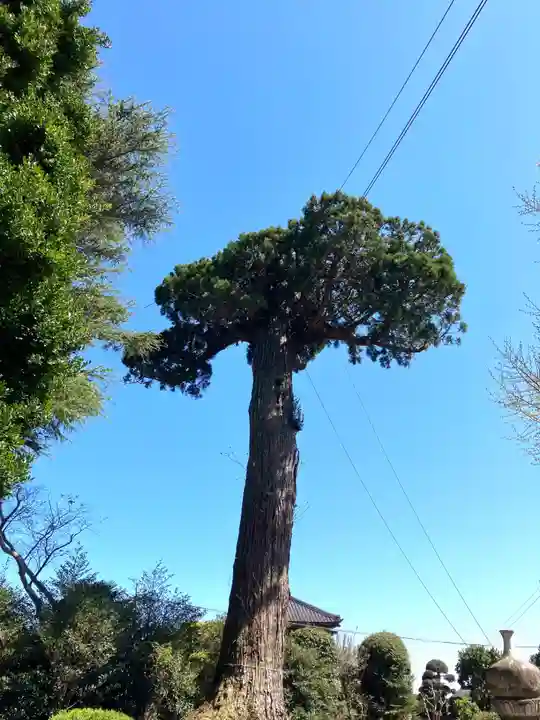 東大社(千葉県)