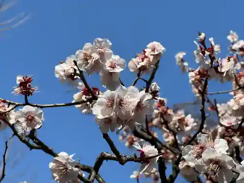寛永寺開山堂の自然