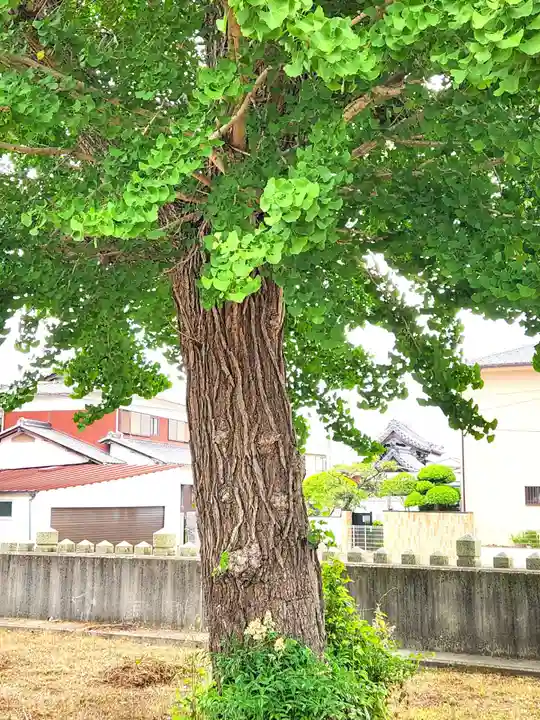八幡神社の自然