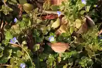 鹿島大神宮の自然