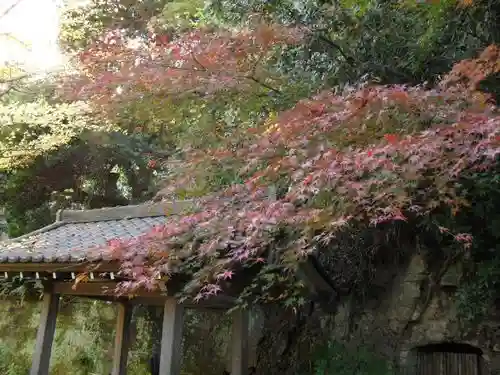 安國論寺(安国論寺)の自然