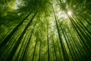 木舟山 順教寺(広島県)(2025年05月13日(火) 10時10分51秒投稿)