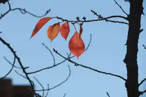 開成山大神宮の自然