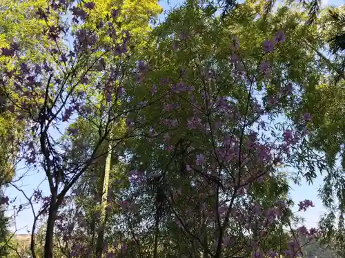 八幡神社の自然