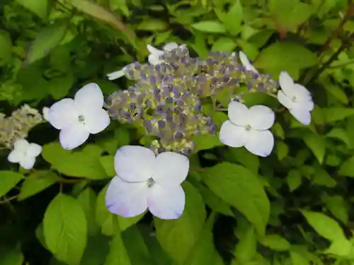 宝積山光前寺の自然