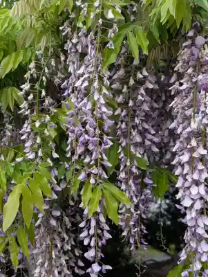 観音寺(滋賀県)