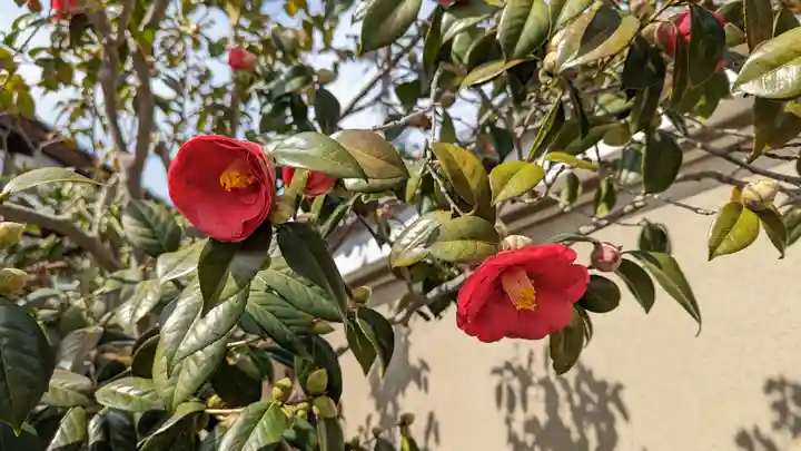 地蔵院(椿寺)(京都府)