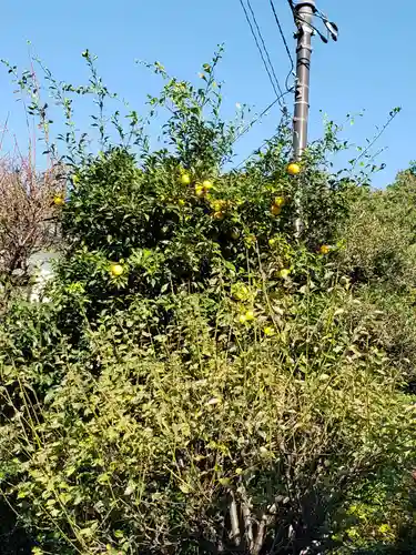 日枝神社の自然