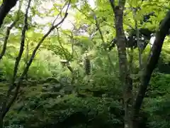 常寂光寺の庭園