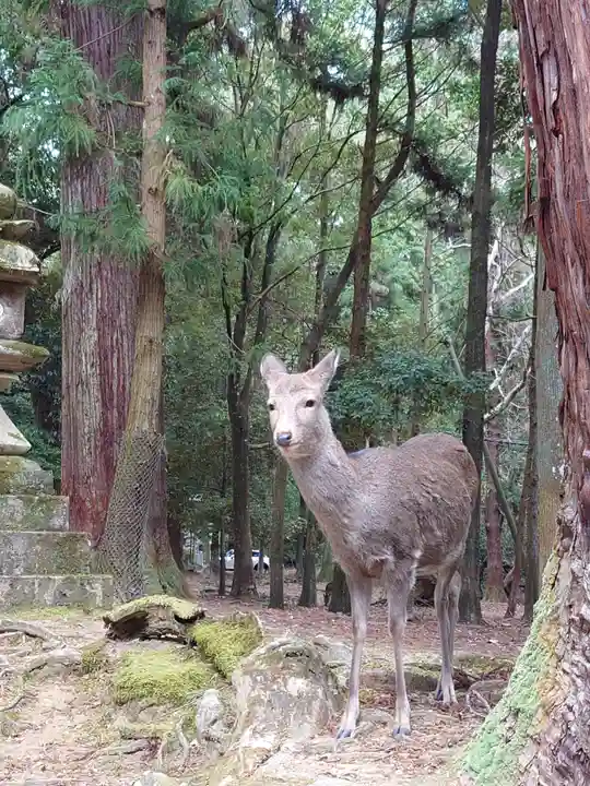 春日大社の動物
