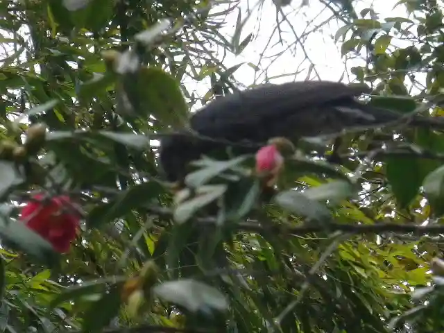安國論寺(安国論寺)の自然