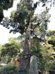 縣神社の自然