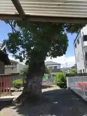 白髭神社(静岡県)