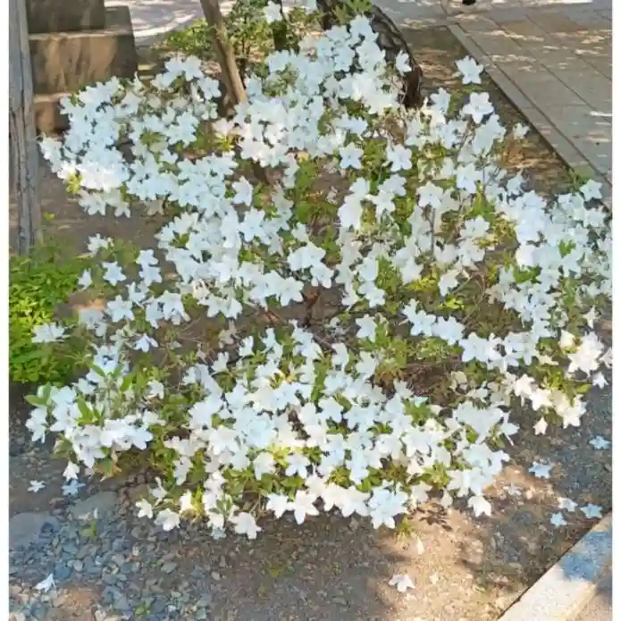 彌彦神社 (伊夜日子神社)の自然