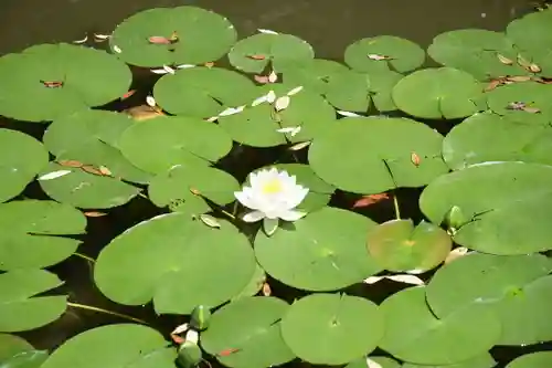 平安神宮の庭園