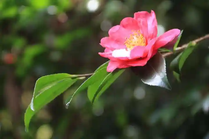 神炊館神社 ⁂奥州須賀川総鎮守⁂の自然