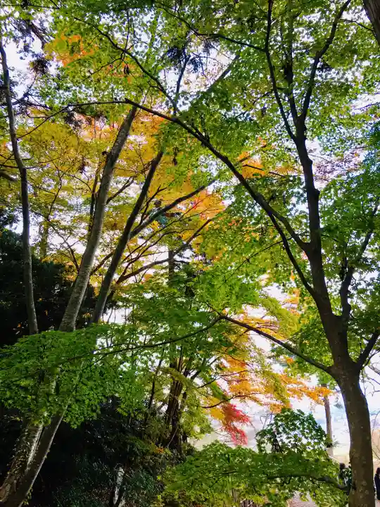 中尊寺本堂の自然