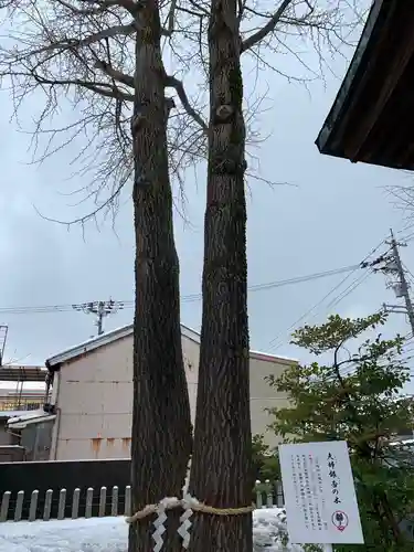 杉杜白髭神社の自然