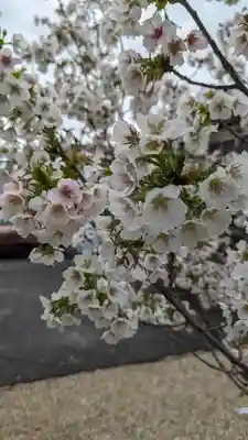 墨染寺（桜寺）(京都府)