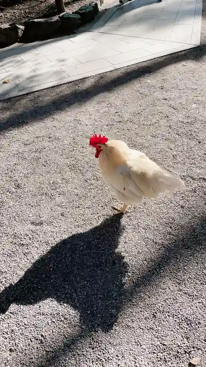 熱田神宮の動物