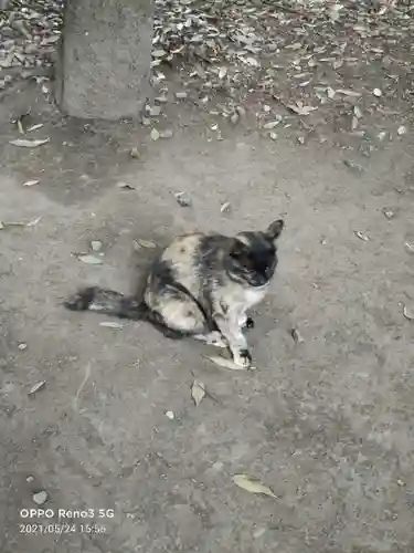 布多天神社の動物